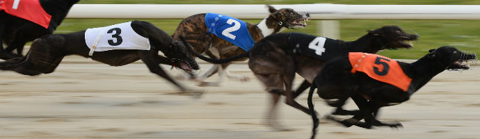 greyhound betting picture